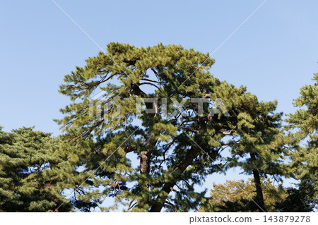 松樹和藍天 松樹和藍天 143879278