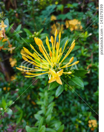 Close-up of Yellow Ixora Flower Buds and Single Bloom Close-up of Yellow Ixora Flower Buds and Single Bloom 143879399