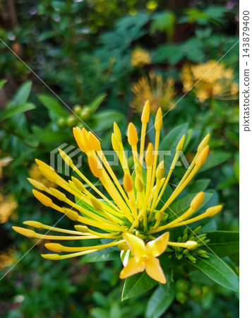 Macro Shot of Yellow Ixora Flower Cluster and Buds 143879400