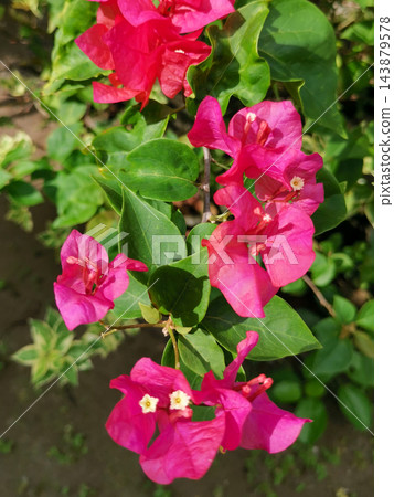 Vertical Cluster of Magenta Bougainvillea Flowers in Bloom 143879578