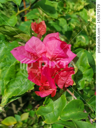 Vibrant Pink Bougainvillea Flowers Blooming in Sunlight 143879579