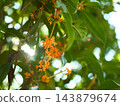 桂花在十月盛開,美極了。 桂花在十月盛開,美極了。 143879674