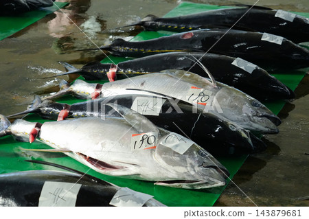 鮪魚(鮪魚)在和歌山縣那智勝浦町勝浦漁港登陸。 鮪魚(鮪魚)在和歌山縣那智勝浦町勝浦漁港登陸。 143879681