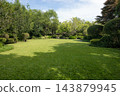 Sunlit green lawn surrounded by rounded topiary shrubs and leafy trees in landscaped garden 143879945