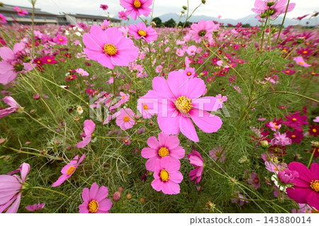五彩繽紛的波斯菊 五彩繽紛的波斯菊 143880014