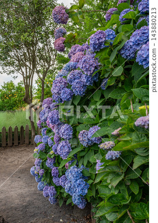 Blue and Purple Hydrangeas Along a Garden Path Blue and Purple Hydrangeas Along a Garden Path 143880213