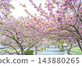 在滋賀縣長濱市通往伊賀神社的路上，重瓣櫻花盛開。 143880265