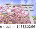 滋賀縣長濱市：伊賀神社的鳥居和入口處，重瓣櫻花正值盛開。 143880266