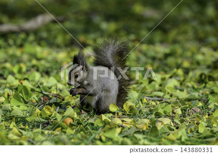 Ezo squirrels as autumn approaches Ezo squirrels as autumn approaches 143880331