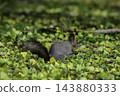 Ezo squirrels as autumn approaches 143880333