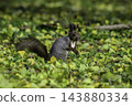 Ezo squirrels as autumn approaches 143880334