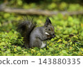 Ezo squirrels as autumn approaches 143880335