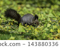 Ezo squirrels as autumn approaches 143880336