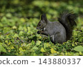 Ezo squirrels as autumn approaches 143880337