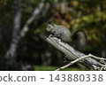 Ezo squirrels as autumn approaches 143880338