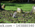 Ezo squirrels as autumn approaches 143880340