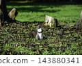 Ezo squirrels as autumn approaches 143880341