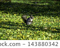 Ezo squirrels as autumn approaches 143880342