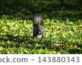 Ezo squirrels as autumn approaches 143880343