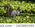 Ezo squirrels as autumn approaches 143880344