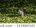Ezo squirrels as autumn approaches 143880345