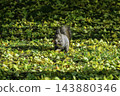 Ezo squirrels as autumn approaches 143880346