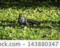 Ezo squirrels as autumn approaches 143880347