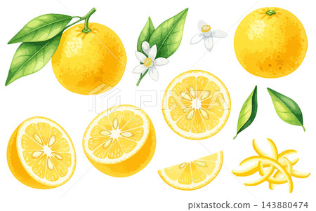 Watercolor-style fruit illustration set of yuzu fruit (yuzu, citrus, cross-section, flower, peel, winter solstice, condiments, parts, materials) 143880474