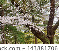 白櫻花 143881706