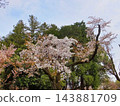 白櫻花 143881709
