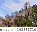 枝條伸向天空，櫻花盛開 143881710