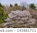 白色櫻花 143881711