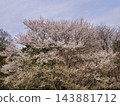 薄櫻樹盛開的潔白花朵，美不勝收。 143881712