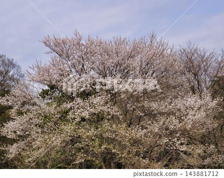 薄櫻樹盛開的潔白花朵，美不勝收。 143881712