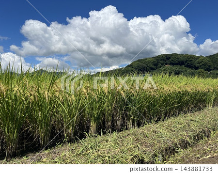 稻穗即將收割，夏日的天空；季節更迭。 143881733