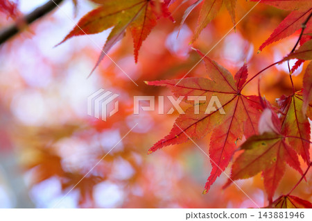 秋天的景色 秋天的景色 143881946