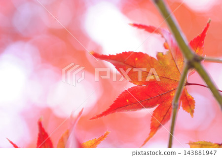 秋天的景色 秋天的景色 143881947