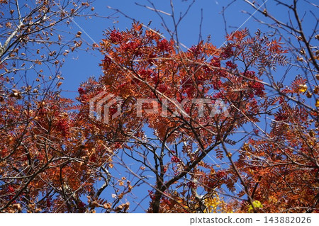 秋日漫步於菅川溫泉栗駒山名取原山，欣賞秋日美景。 143882026