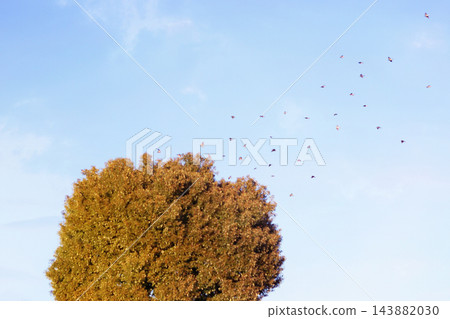 椋鳥返回它們的棲息樹 椋鳥返回它們的棲息樹 143882030