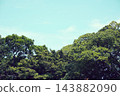 樹和藍天 143882090