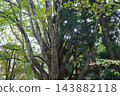 秋季藏王滑雪場志木之谷沼的荒涼景色。 143882118