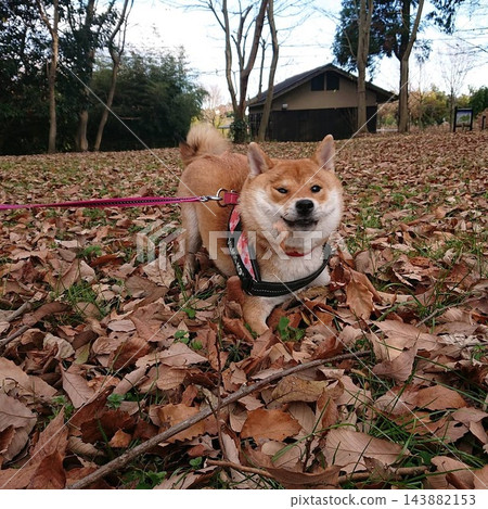 秋日漫步,一隻柴犬躺在落葉滿地的公園裡。 秋日漫步,一隻柴犬躺在落葉滿地的公園裡。 143882153