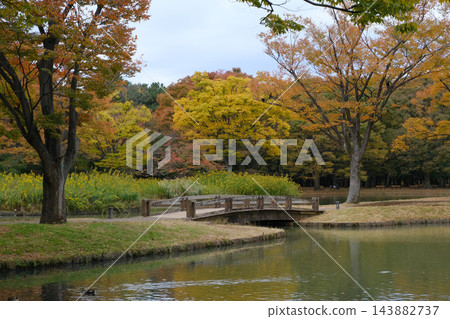 2022年11月，代代木公園清晨 143882737