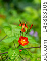 紅花冬青（Ilex crenata）纏繞在草叢中 143883105