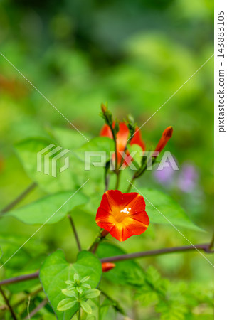 紅花冬青(Ilex crenata)纏繞在草叢中 紅花冬青(Ilex crenata)纏繞在草叢中 143883105
