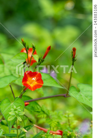 紅花冬青(Ilex crenata)纏繞在草叢中 紅花冬青(Ilex crenata)纏繞在草叢中 143883106