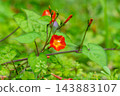 紅花冬青（Ilex crenata）纏繞在草叢中 143883107