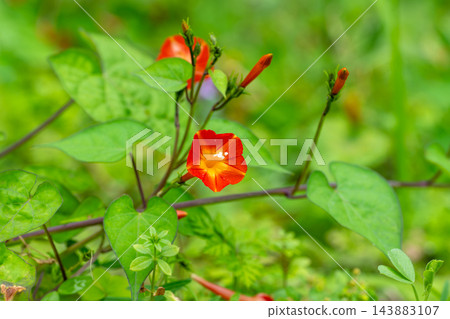 紅花冬青(Ilex crenata)纏繞在草叢中 紅花冬青(Ilex crenata)纏繞在草叢中 143883107