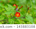 紅花冬青（Ilex crenata）纏繞在草叢中 143883108