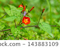 紅花冬青（Ilex crenata）纏繞在草叢中 143883109